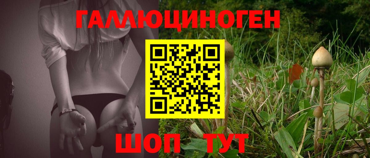 как найти закладки  Вход с VPN  Курганинск  Галлюциногенные грибы MAGIC MUSHROOMS  Галлюциногенные грибы Psilocybine cubensis 